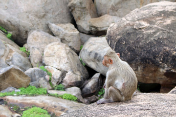 The monkeys around Hanuman (yes, the monkey god) Temple at Anjana Hill