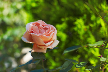 Small roses in garden