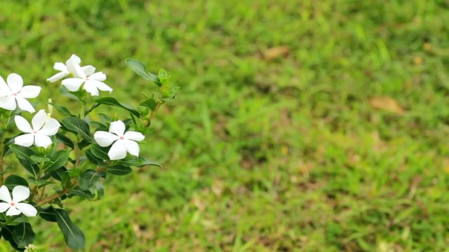Arctic Snow Flower white flowering 