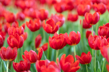 Fototapeta premium red tulips in the garden