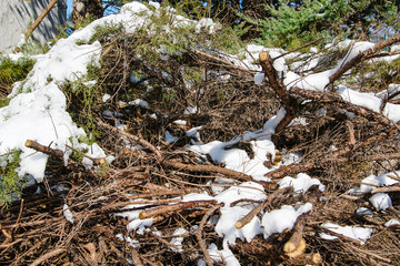 Paths and trees covered with snow.