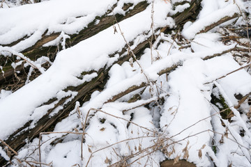 Paths and trees covered with snow.