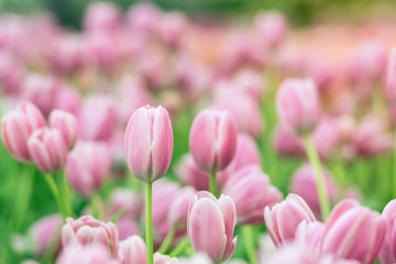Tulips in the garden, Colorful tulips meadow nature in spring