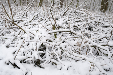 Paths and trees covered with snow.