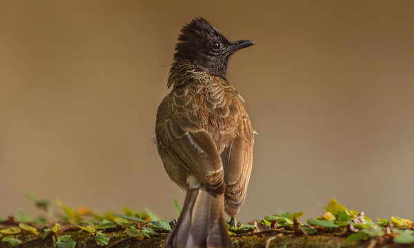 Dark Capped Bulbul On A Wall