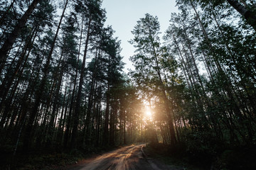 The rays of the sun make their way through the branches to the road, the dawn in the forest.