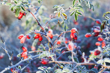 Red rosehip berries with snow. A wild rose shrub with frost and a blue sky in the background. First...