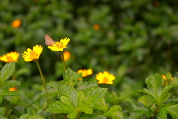 nice picture of creeping daisy flowers and butterfly on sunny day , tranquility concept