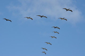 v birds
