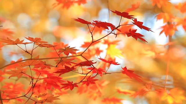 Colorful orange leaves of a maple tree against the background of an autumn forest. Shallow depth of field.