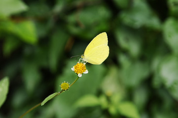 黄色い蝶々
