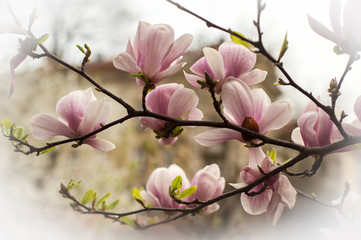 Fototapeta na wymiar Close-up view of pink blooming magnolia. Beautiful spring bloom for magnolia tulip trees pink flowers.