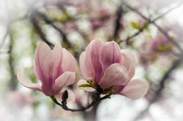 Fototapeta premium Close-up view of pink blooming magnolia. Beautiful spring bloom for magnolia tulip trees pink flowers.