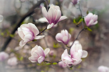 Obraz premium Close-up view of pink blooming magnolia. Beautiful spring bloom for magnolia tulip trees pink flowers.