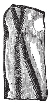 Graptolites, vintage illustration.