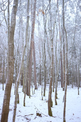 Winter Aspen Forest. aspen and snow in gray brown tones.Winter snowy nature background