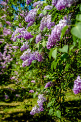 Pink lilac blooms in the Botanical garden 