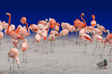 lots of flamingos