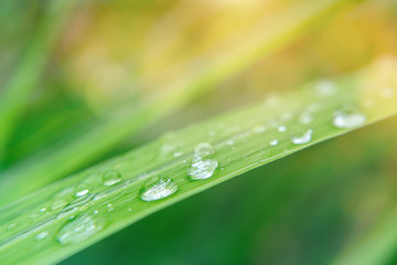 Water drops on the leaves