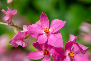 Mexican Creeper flower