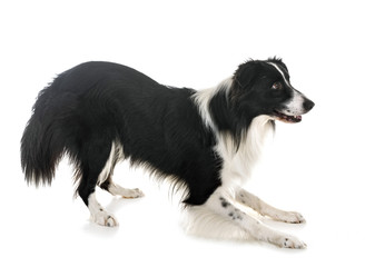 border collie in studio