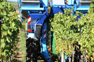 Weinlese mit Vollernter