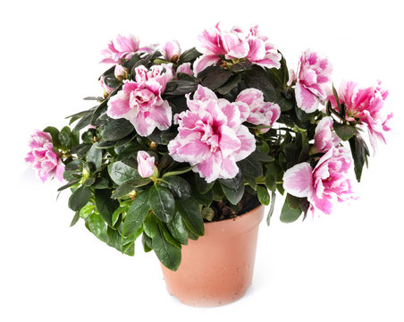 Rhododendron plant in studio