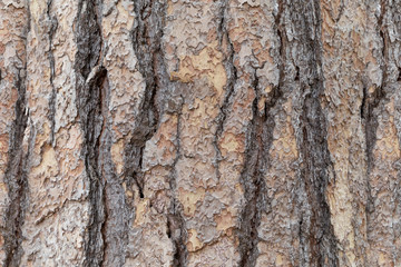 Tree bark texture for background.