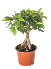 Ficus benjamina in studio