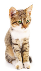 Obraz premium Small brown kitten.