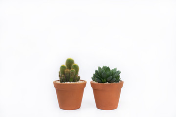 Cactus and succulent in pot isolated on white background.