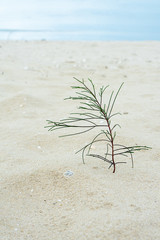 Seedlings of pine trees growing on sand.