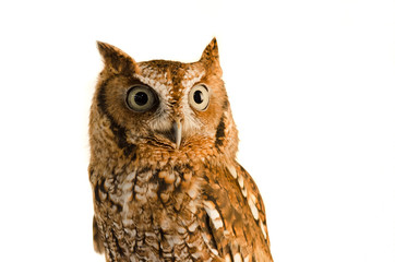 Eastern Screen Owl Portrait