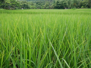 background of green grass,rice farm in Asia