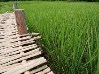 wooden fence and grass