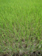 field of green grass