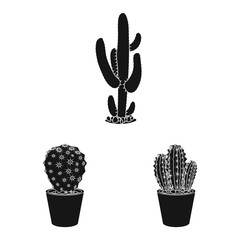 Vector design of cactus and pot symbol. Collection of cactus and cacti vector icon for stock.