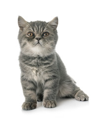 Fototapeta na wymiar exotic shorthair kitten
