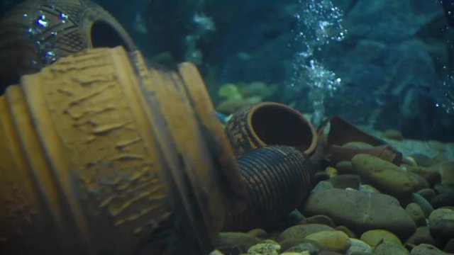 Freshwater fish and aquatic organisms