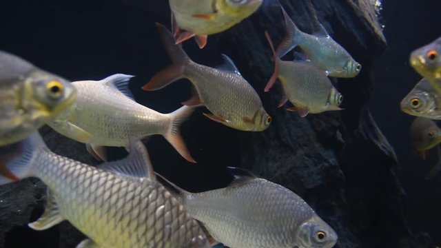 Barbodes gonionotus, freshwater fish