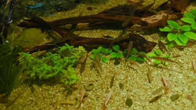 Freshwater fish and aquatic organisms