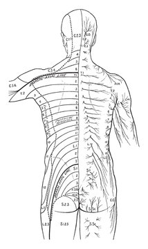 Distribution of Cutaneous Nerves on the Back, vintage illustration.