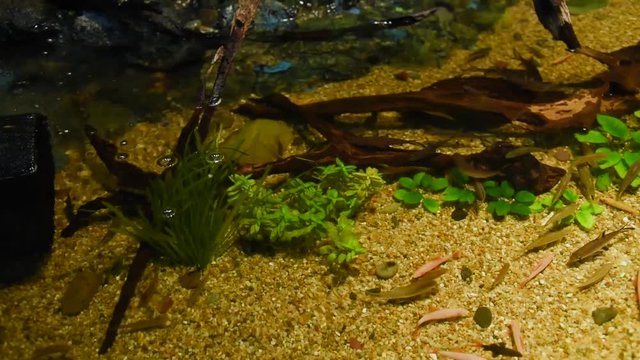 Freshwater fish and aquatic organisms