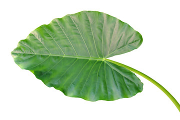 Big Green Leaf of Elephant Ear Plant Isolated on White Background