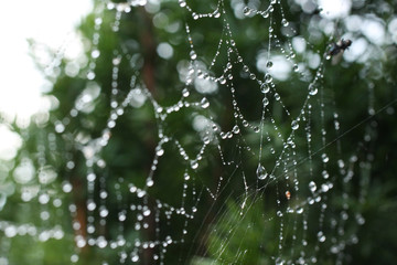 Fototapeta krople deszczu w pajęczej sieci obraz