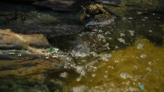 Freshwater fish and aquatic organisms
