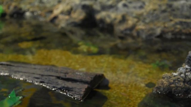 Freshwater fish and aquatic organisms