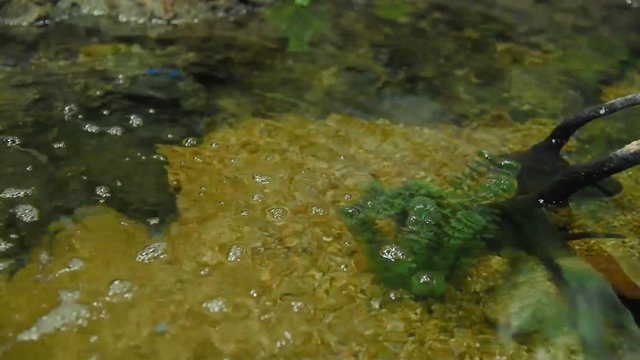Freshwater fish and aquatic organisms