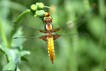 dragonfly real yellow brown 