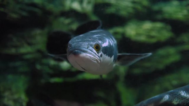 Freshwater fish and aquatic organisms
